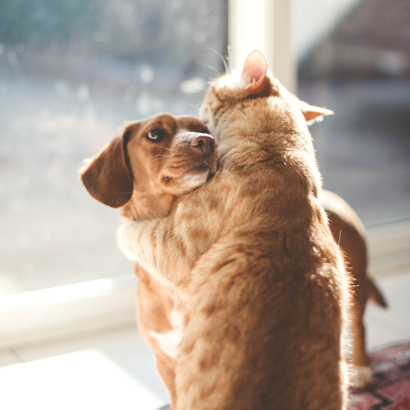 Dog and cat insurance