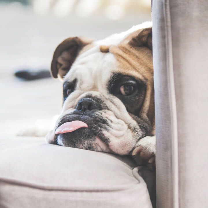 Dog insurance
