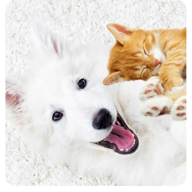 Pet insurance in Canada